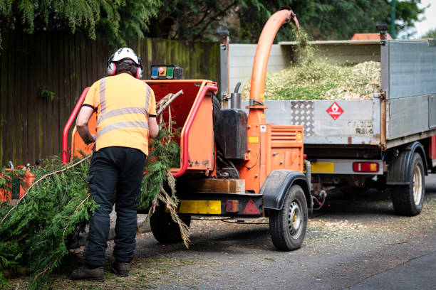 Trusted Steeleville, IL Tree Services Experts